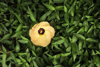 High angle view of yellow flowering plant