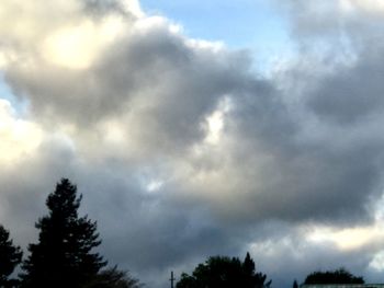 Low angle view of trees against sky