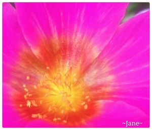 Close-up of pink flower