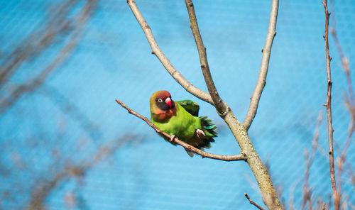 Close-up of bird perching on branch