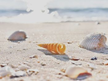 Close-up of seashells on sand at beach