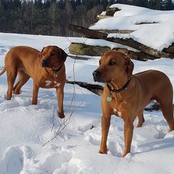 Dog standing on snow covered land