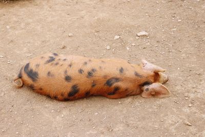 High angle view of cat sleeping on land