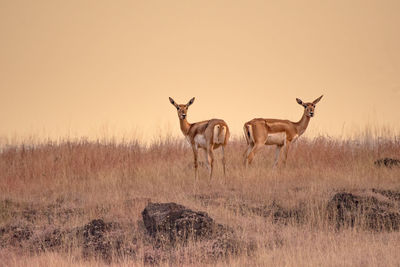 Deer standing on field