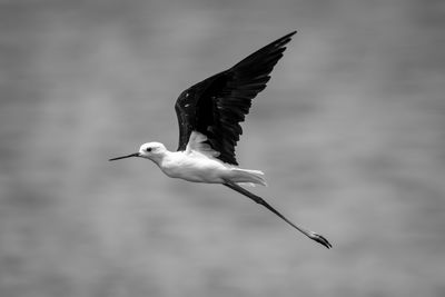 Bird flying against sky