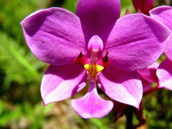 Close-up of purple flower blooming