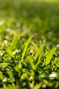 Full frame shot of grass growing on field