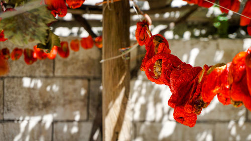 Dried peppers on the rope