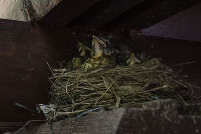 High angle view of dried tied up on wood