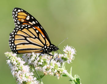 Close-up of butterfly pollinating on flower