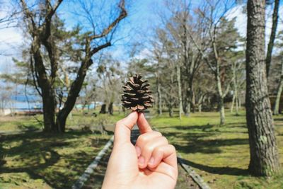 Close-up of hand holding pine cone against trees