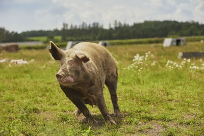 Close-up of pig on field