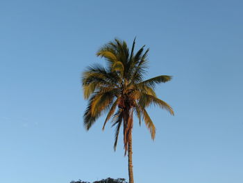 Low angle view of palm tree against clear blue sky