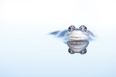 Blue male moor frog lying in the water with its reflection in the water