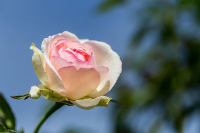 Close-up of pink flower