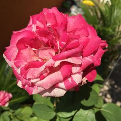 Close-up of pink rose