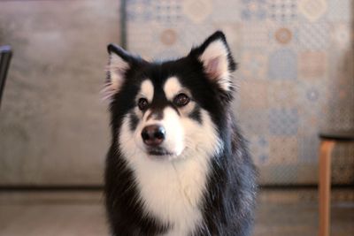 Close-up portrait of a dog