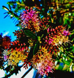 Close-up low angle view of flowers