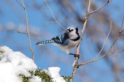 A bluejay perched on a branch.