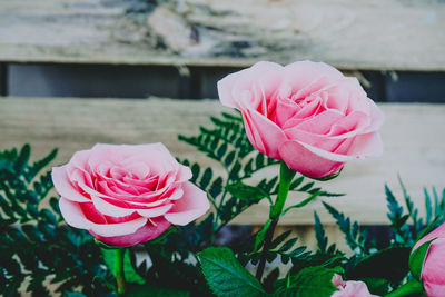 Close-up of pink rose