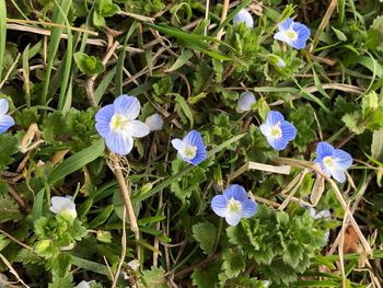 Close-up of flowers blooming outdoors