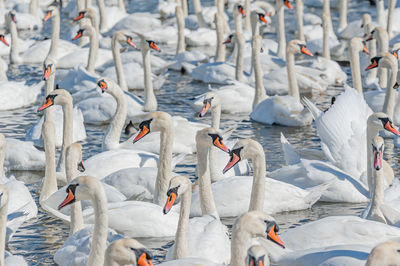 High angle view of swans swimming on lake