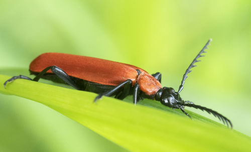 Close-up of insect on leaf