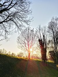 Bare trees on field against sky at sunset