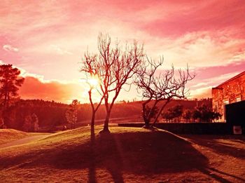 Silhouette of trees at sunset