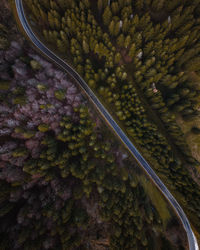 High angle view of road amidst trees