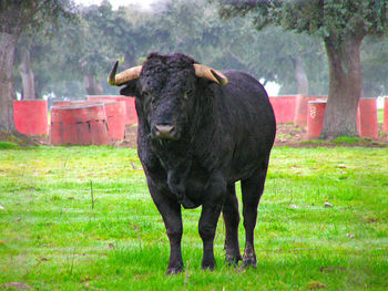 Bull on field