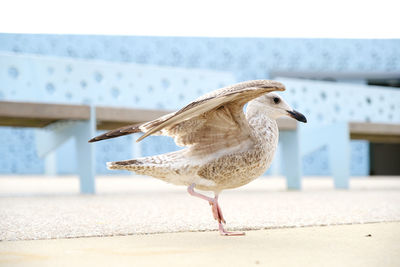 Close-up of seagull perching on railing