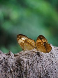 Close-up of butterfly on rock