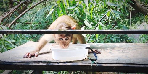 Monkey looking away while sitting on railing