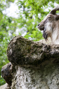 Low angle view of statue on tree trunk