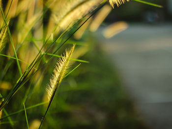 Close-up of stalks in field