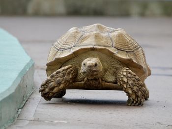 Close-up of turtle