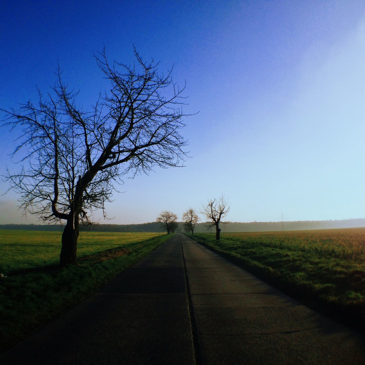 clear sky, the way forward, field, landscape, tranquility, tranquil scene, bare tree, grass, tree, copy space, blue, diminishing perspective, rural scene, road, nature, country road, scenics, beauty in nature, transportation, vanishing point