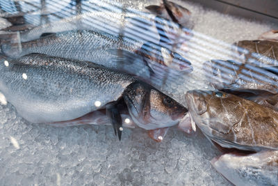 High angle view of fish for sale in market