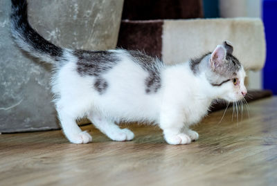 Close-up of a cat on wooden floor