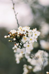 Close-up of cherry blossom