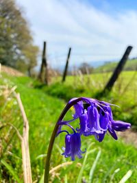 Close-up of purple flowering plant on field