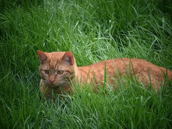 Portrait of cat on field