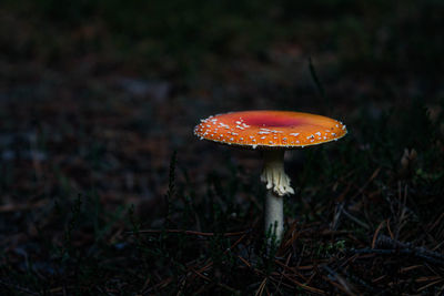 Close-up of fly agaric mushroom on field