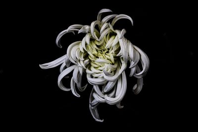 Close-up of rose against black background