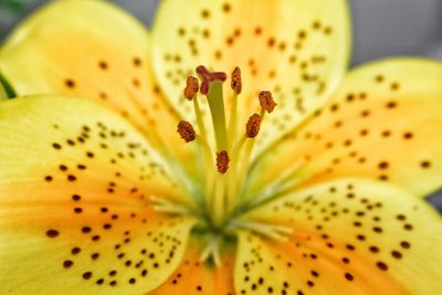 Close-up of yellow lily blooming in park