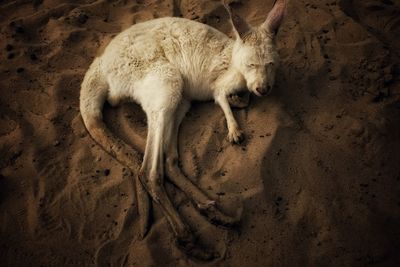 High angle view of joey resting on sand at desert