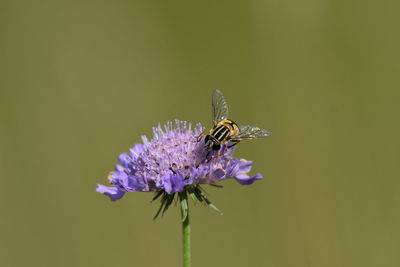 Close-up of insect on purple flower