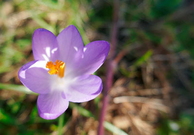 Close-up of purple crocus