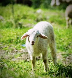 Full length of a sheep on field